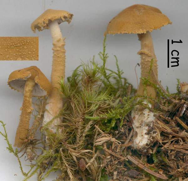 Cystoderma fallax